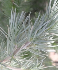 Aspalathus florifera