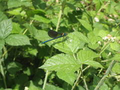 Calopteryx xanthostoma