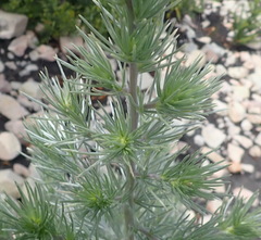 Aspalathus florifera