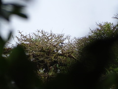 Andigena nigrirostris