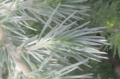 Aspalathus florifera