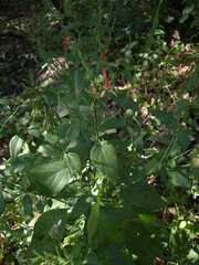 Dicliptera sexangularis