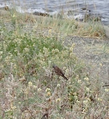 Zonotrichia capensis