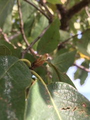 Quercus polymorpha