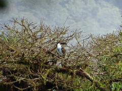 Andigena nigrirostris