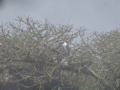 Andigena nigrirostris