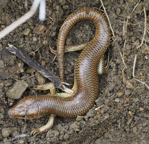 Gilbert's Skink