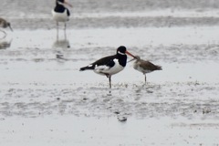 Haematopus ostralegus