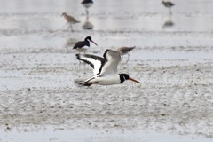 Haematopus ostralegus