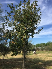 Quercus polymorpha