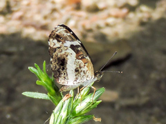 Castilia griseobasalis