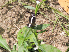 Castilia griseobasalis