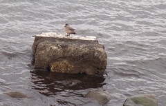 Lophonetta specularioides