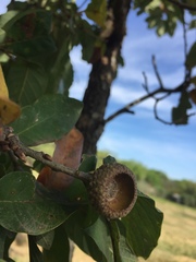 Quercus polymorpha
