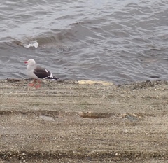 Leucophaeus scoresbii