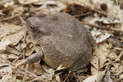 Anaxyrus microscaphus