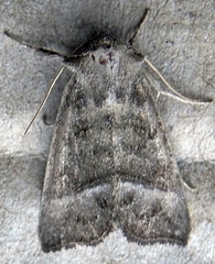 Papaipema eupatorii