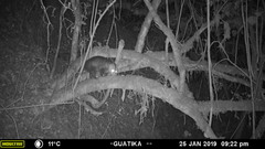 Didelphis pernigra