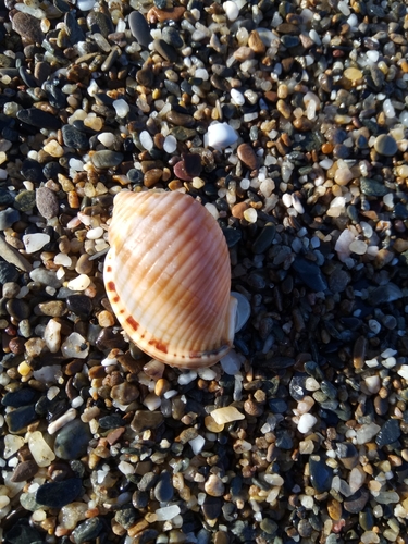 Semicassis undulata