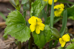 Viola uniflora