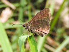 Pellicia dimidiata dimidiata