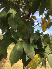 Quercus polymorpha