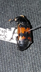 Nicrophorus marginatus