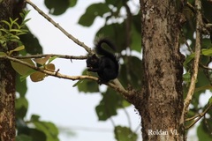 Sciurus aureogaster nigrescens
