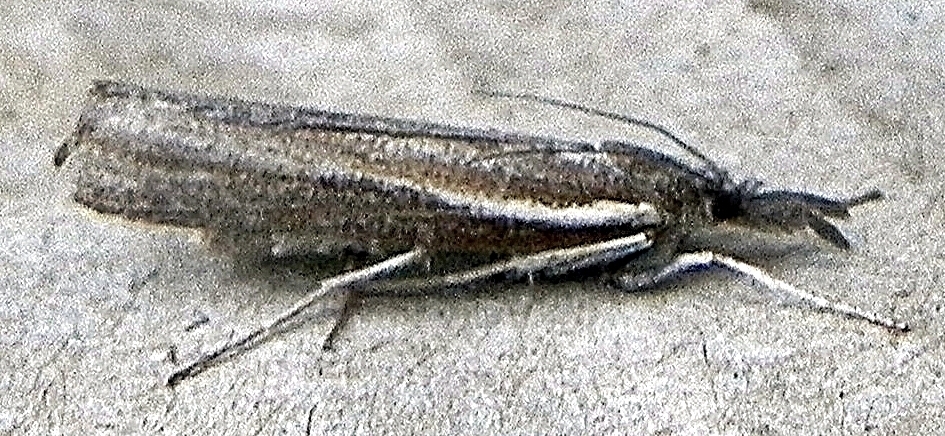 Thaumatopsis solutellus