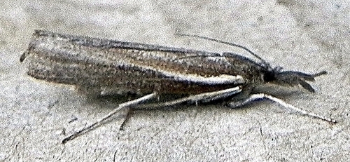 Thaumatopsis solutellus