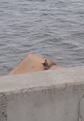 Cinclodes patagonicus