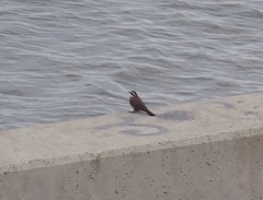 Cinclodes patagonicus