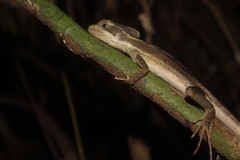 Basiliscus vittatus