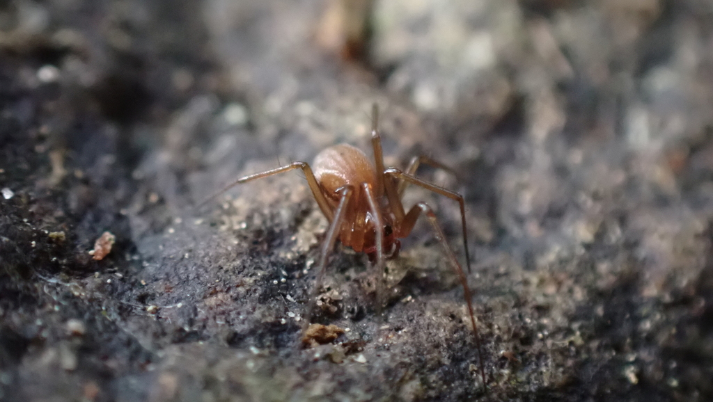 Tenuiphantes alacris
