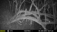 Didelphis marsupialis