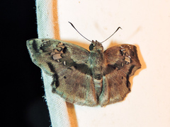 Quadrus lugubris lugubris