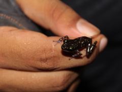 Eleutherodactylus leprus
