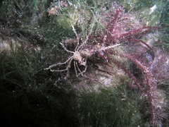 Macropodia rostrata