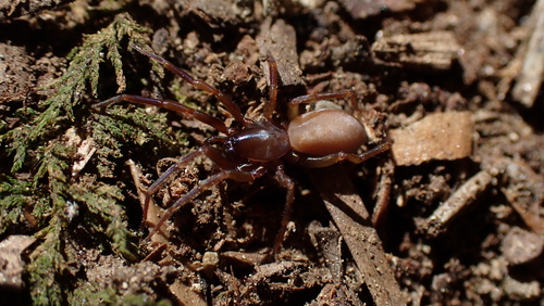 Harpactea lepida