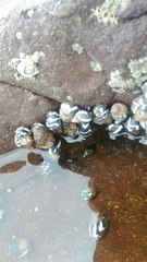 Echinolittorina peruviana