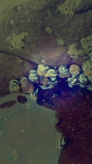 Echinolittorina peruviana