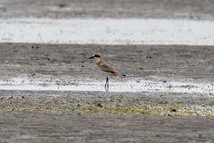 Charadrius mongolus