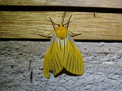 Pseudischnocampa nervosa