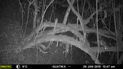 Didelphis marsupialis