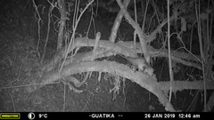 Didelphis marsupialis