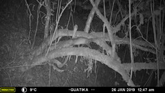 Didelphis marsupialis