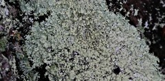 Hypogymnia occidentalis