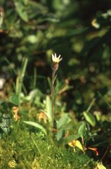 Erigeron lonchophyllus