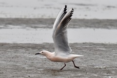 Chroicocephalus genei