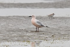 Chroicocephalus genei